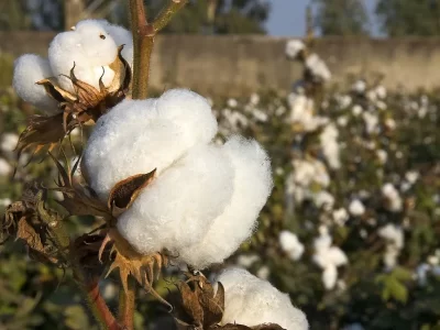 Cotton Cultivation Techniques