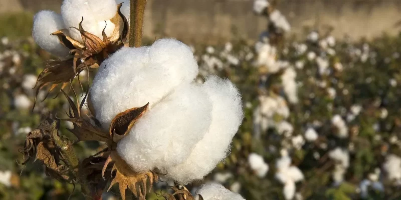 Cotton Cultivation Techniques