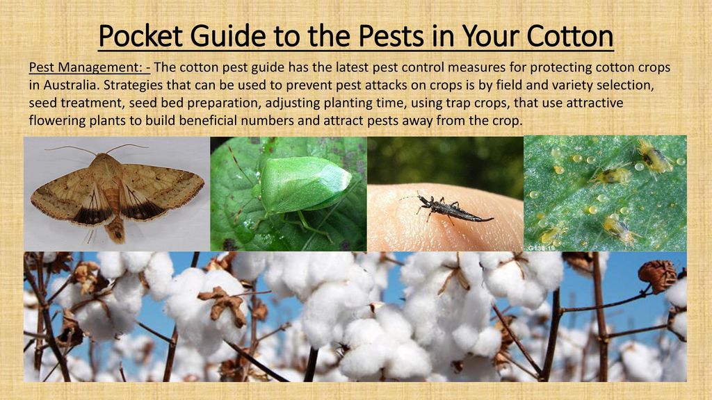 Guide to the Pest Control in Cotton Cultivation