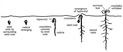 Growth of Cotton Seed