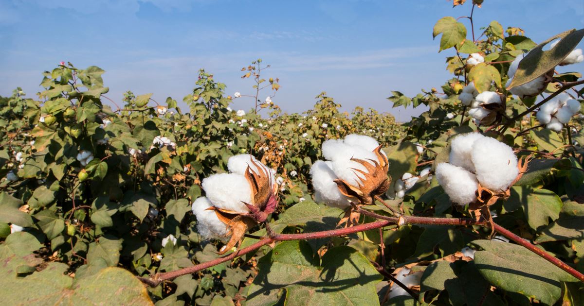 Cotton Cultivation Techniques