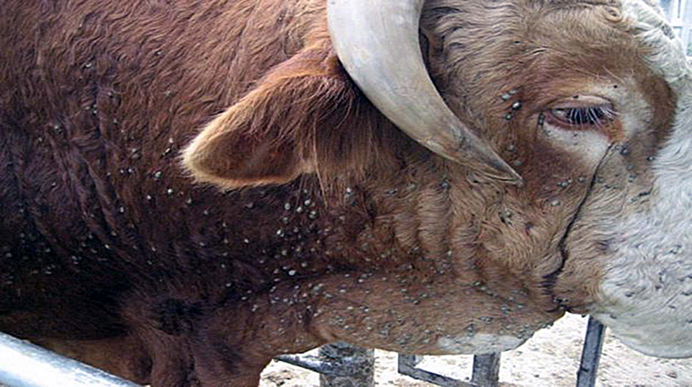 Theileriosis in cattle