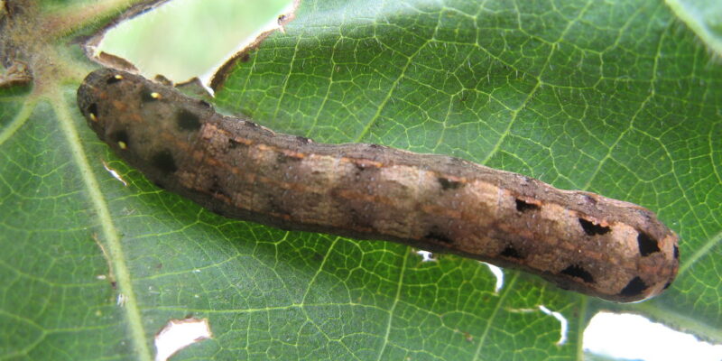 Tobacco Caterpillar Management