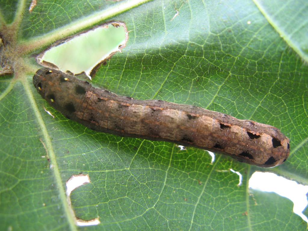 Tobacco Caterpillar Management
