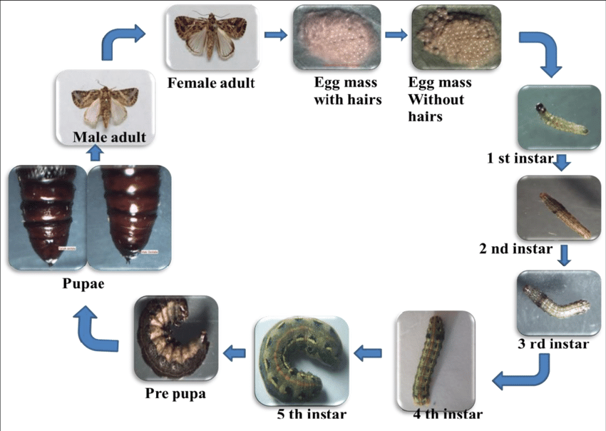 Life Cycle of Tobacco Caterpillar