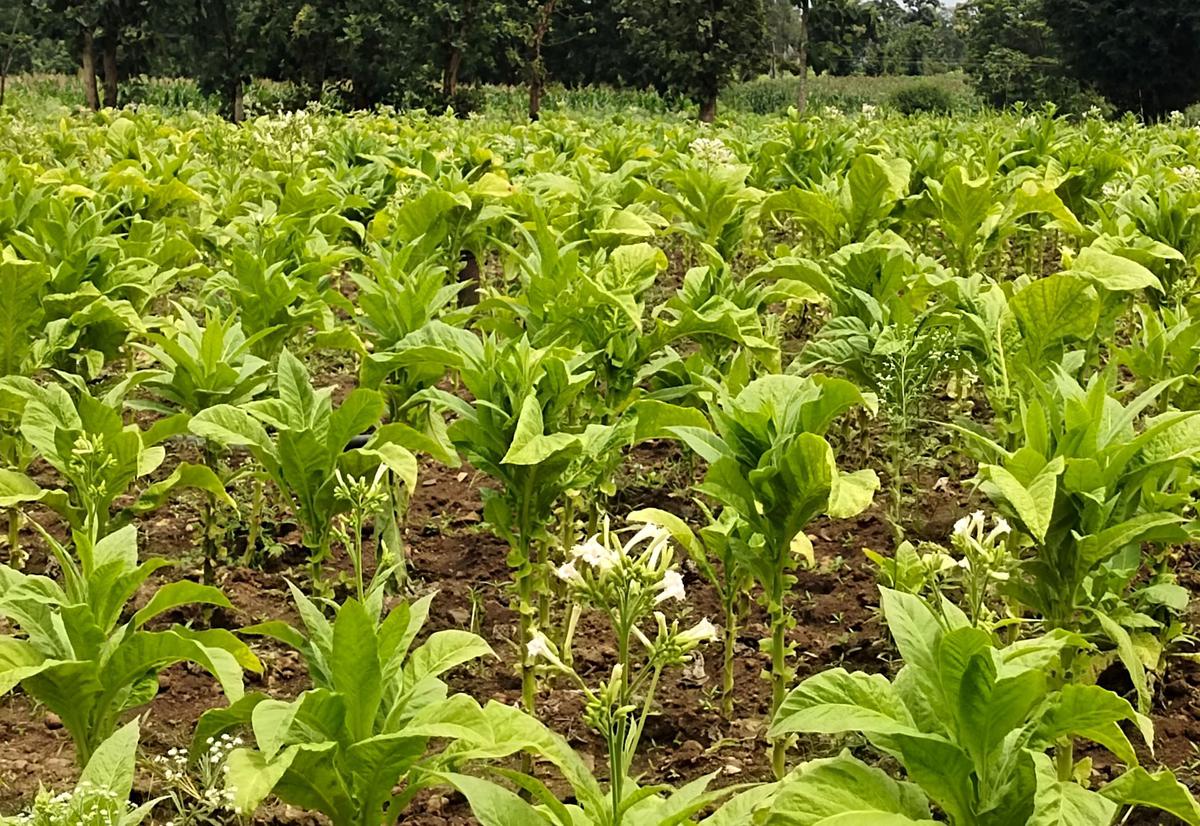 Tobacco Weed Management