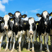 Toxoplasmosis Diseases in Cattles