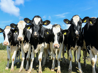 Toxoplasmosis Diseases in Cattles
