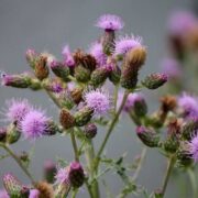 Troublesome Weeds