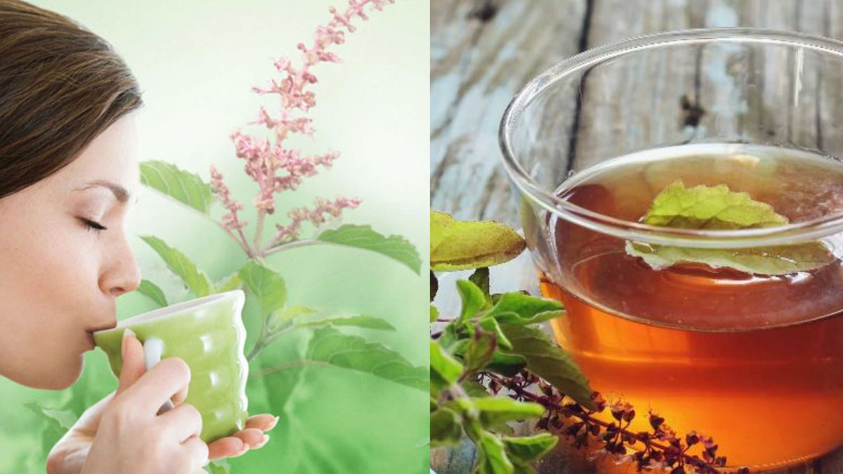 Tulsi Tea Health Benefits