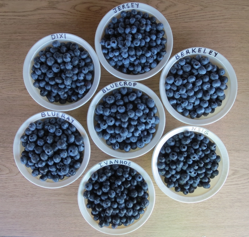 Types Of Blueberries