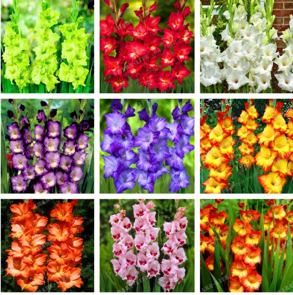 Types of Gladiolus-Flowers.