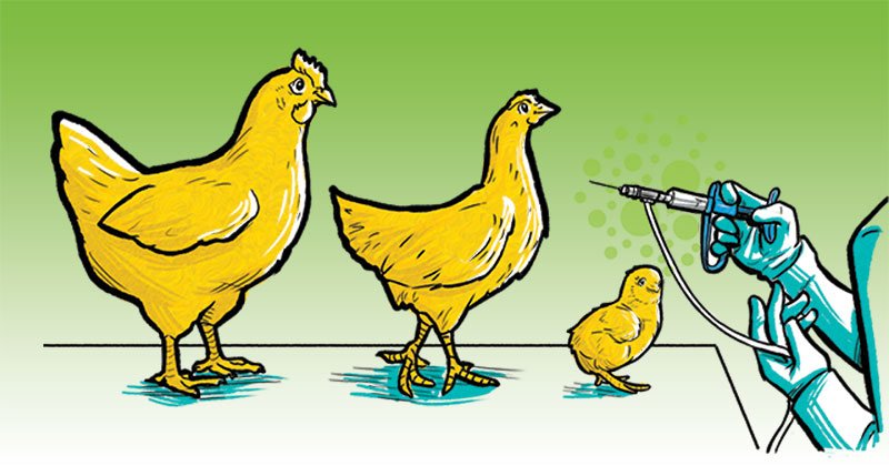 Vaccination in chicken