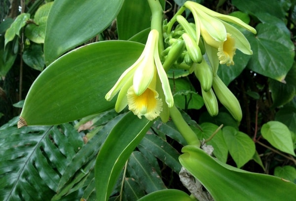 Vanilla plant