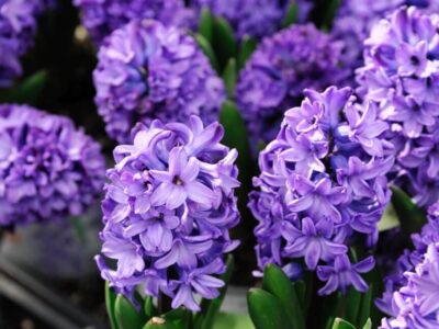 water Hyacinth Plant