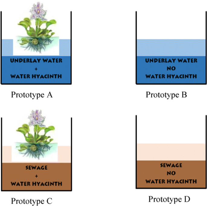 Types of Water Hyacinth 