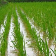 Wetting and Drying Process in Rice Crop