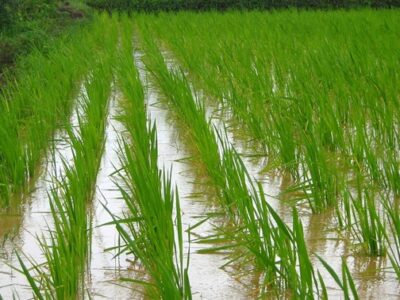 Wetting and Drying Process in Rice Crop