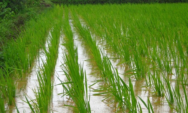 Wetting and Drying Process in Rice Crop