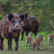 Wild Pigs
