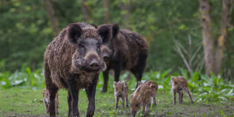 Wild Pigs