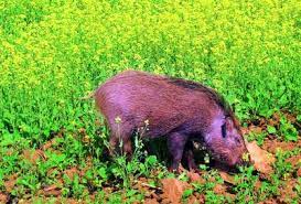 Wild Pigs Destroying Crops