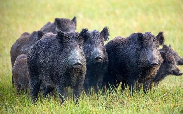 Wild Pigs 