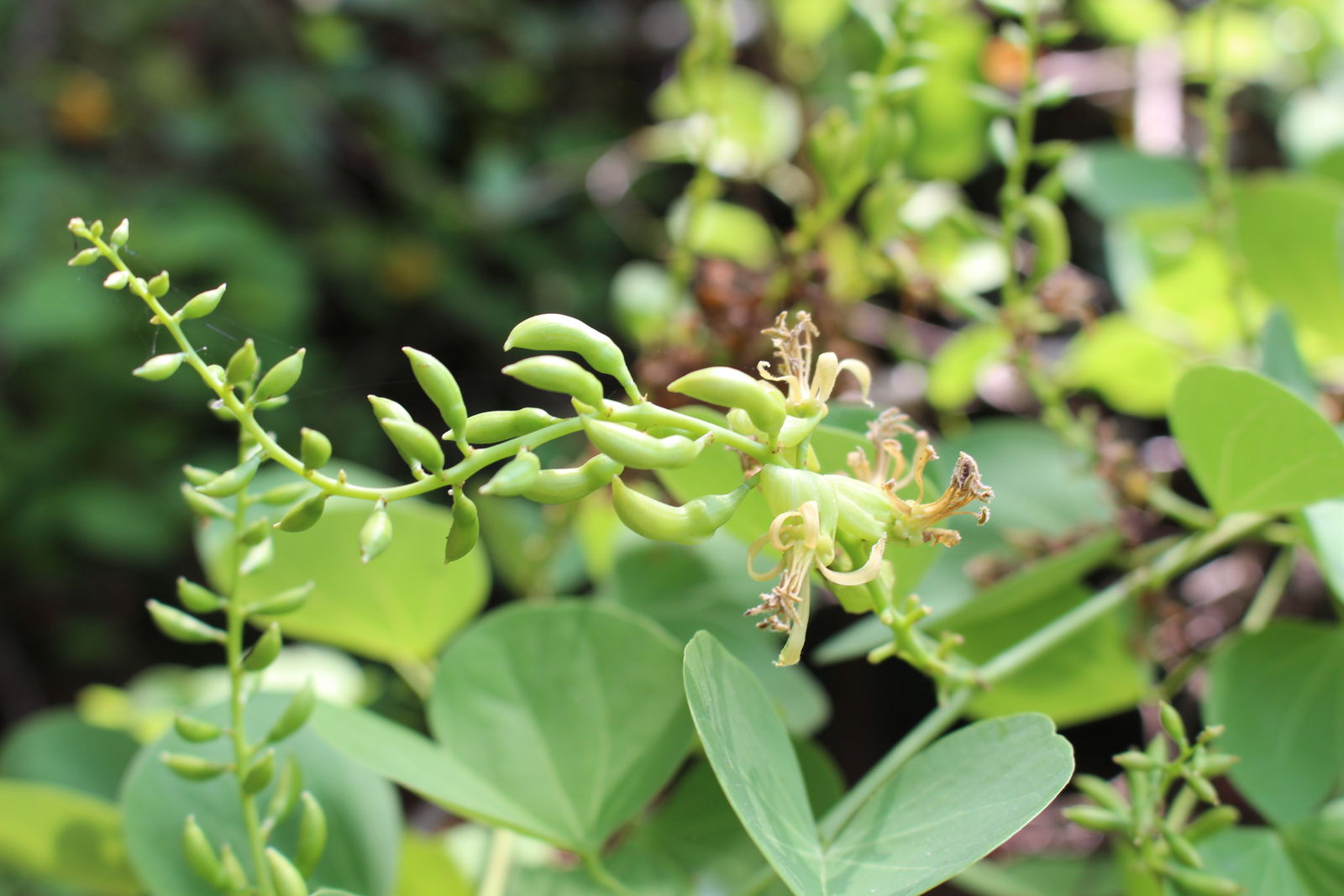 Bauhinia racemosa