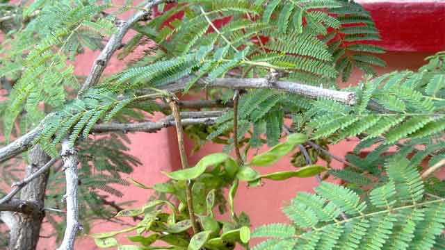 Worshiping Trees During Dussehra