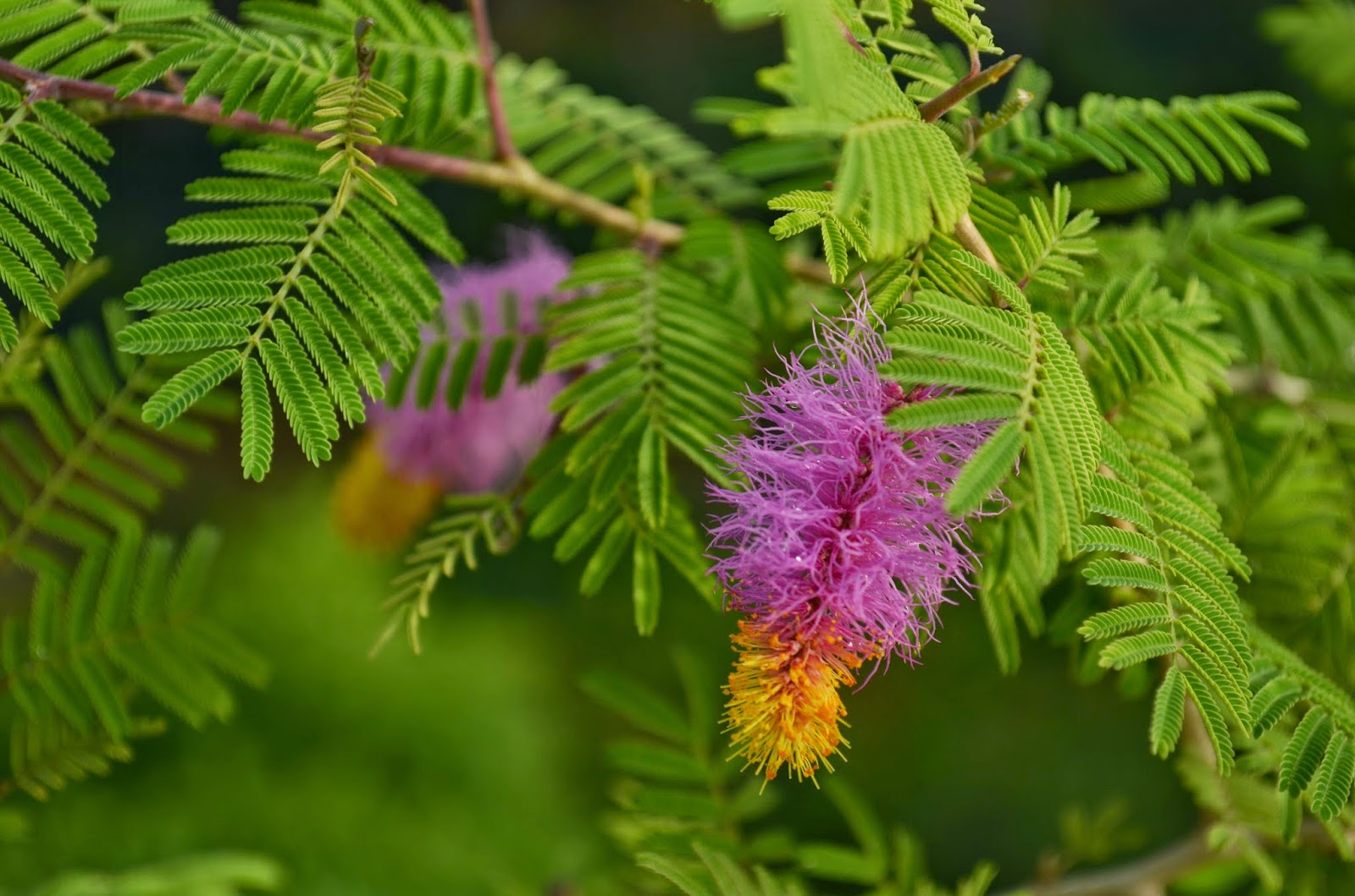 Worshipping Shami Tree During Dussehra