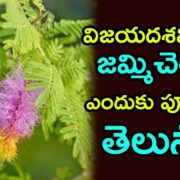 Worshipping Jammi Chettu (Shami Tree) During Dussehra