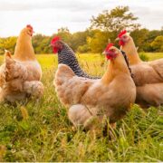 Fowl Typhoid in Chickens