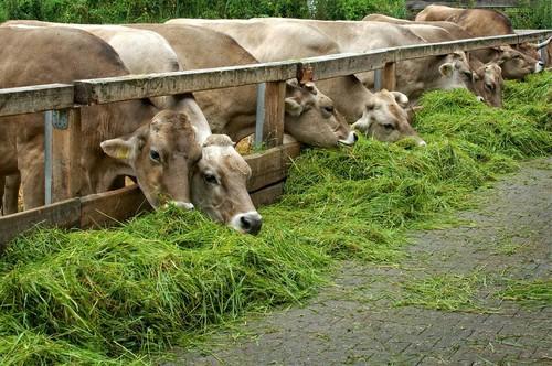 Fodder Cultivation