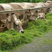 Animals Eating Fodders