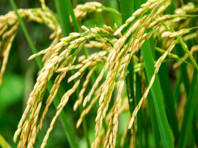 kharif Crops