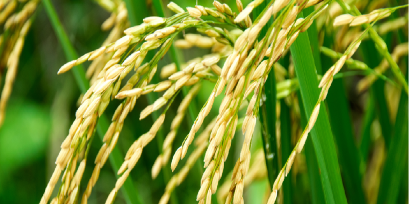 kharif Crops