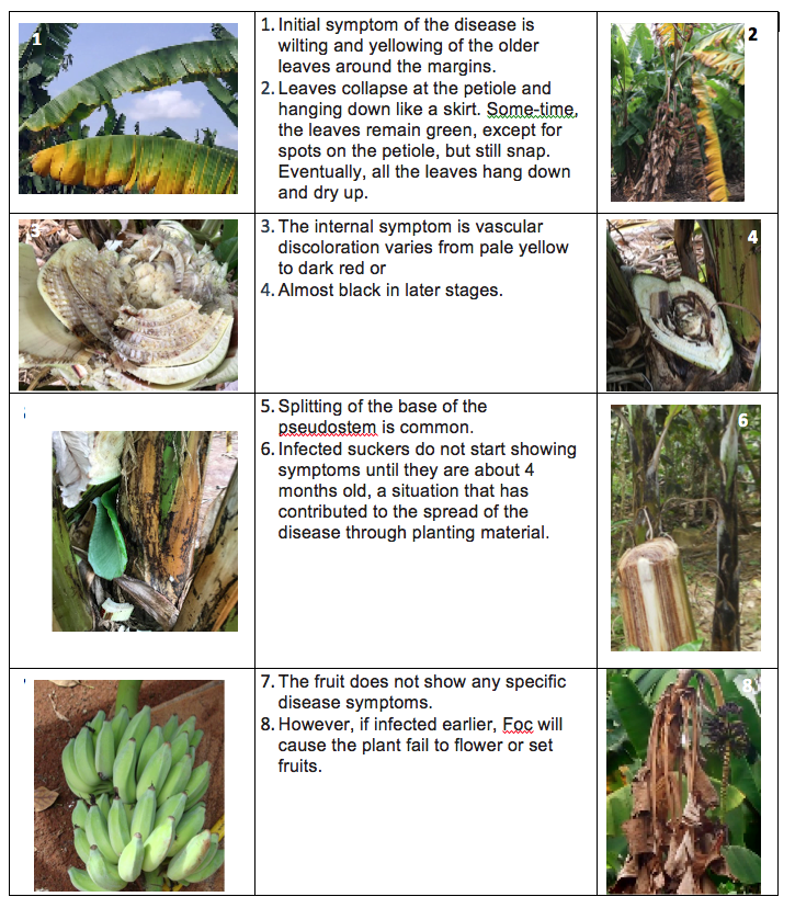 Key Pests of Panama Banana