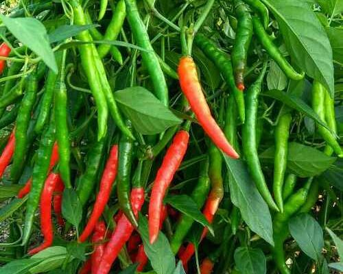 Pest Control In Chilli Crop