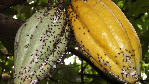 pest control in cocoa crop