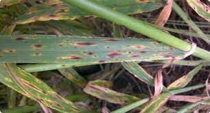 Virus Rot in Rabi Crop