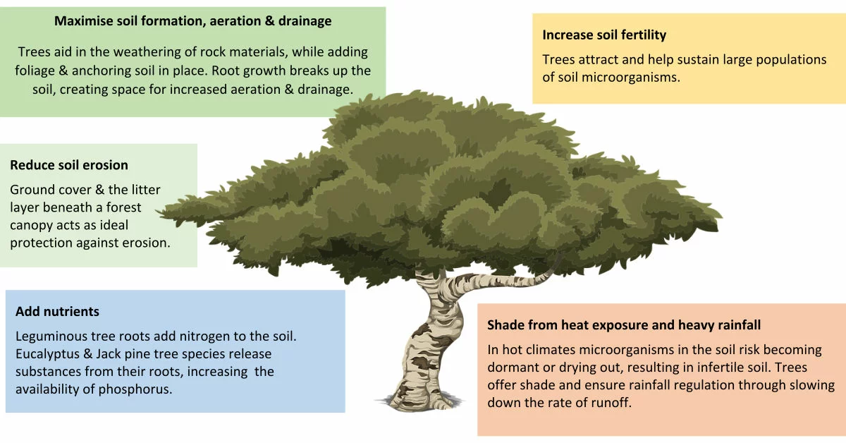 Important of soil