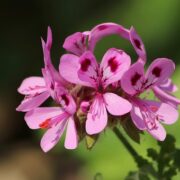 Rose geranium