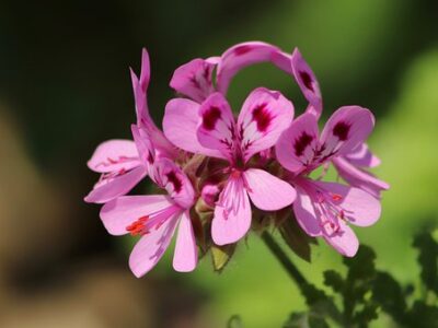 Rose geranium
