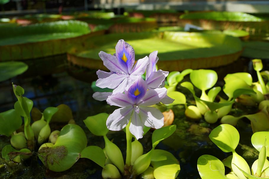 water Hyacinth Plant