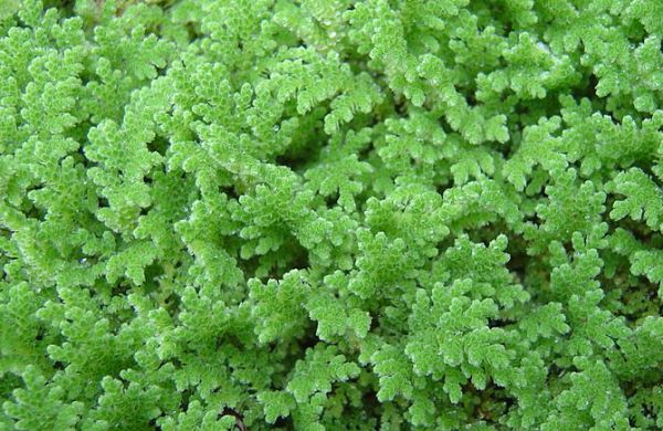 Azolla Intercropping In Rice