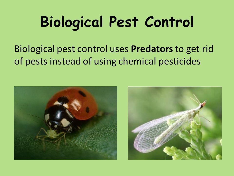 Biological Pest Control