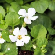 Brahmi Plant