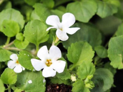 Brahmi Plant