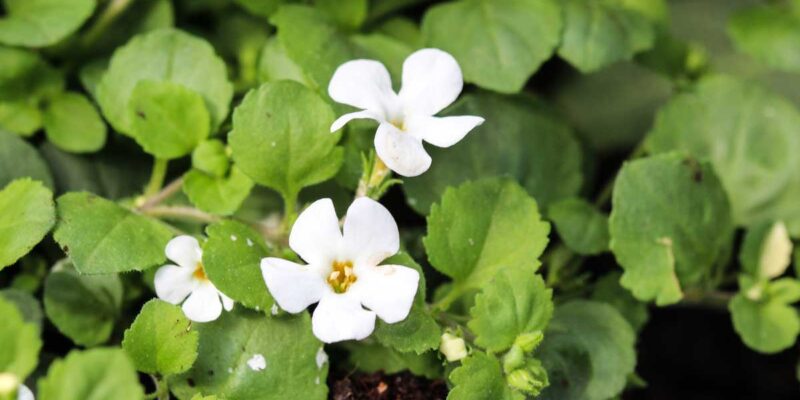 Brahmi Plant