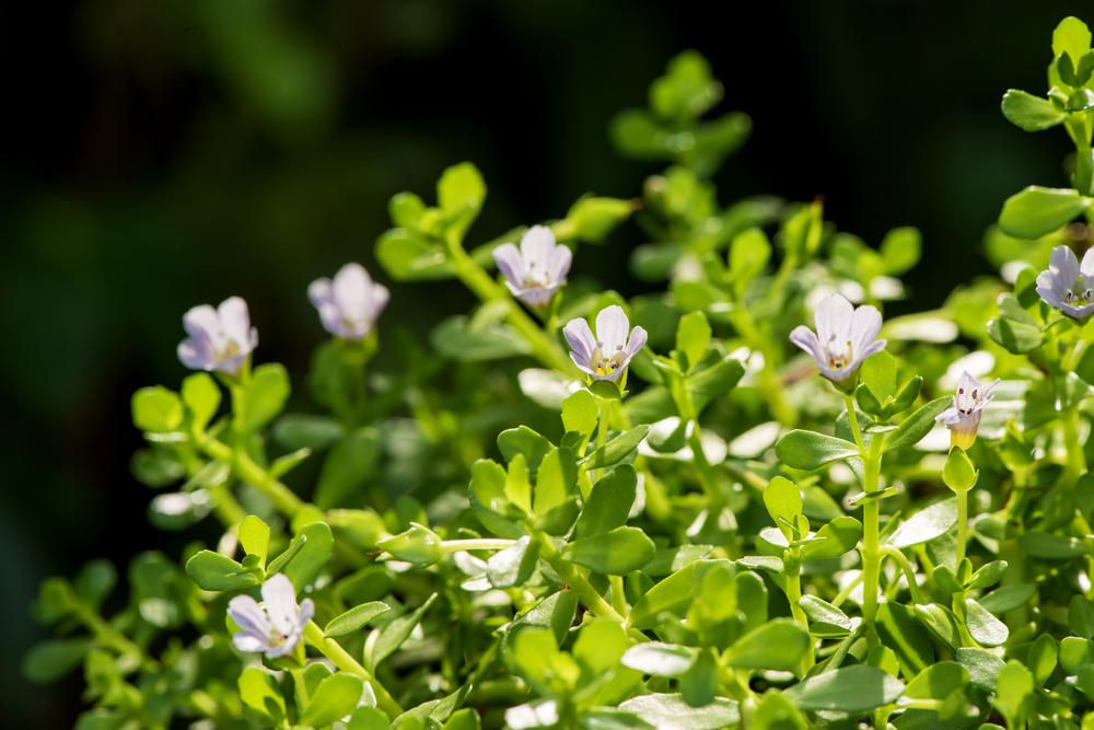 Benefits of Brahmi